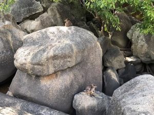 ドキドキツアー,bbq, ありづか, しめごろしの木, アサ―トン, アサ―トン高原, エリマキトカゲ, オーストラリア, オーストラリアツアー, カモノハシ, カンガルー, カンガルーステーキ, カンガルー肉, カーテンフィグトリー, ガイド, ガイドブック, キュランダ, クロコダイル, ケアンズ, ザオーストラリア, ジブリ, ジブリのモデル, ツアー予約, ツアー会社, ディナー, ドキドキツアー, バスツアー, ホタル, ホテル送迎, ポッサム, ラピュタのモデル, ロックワラビー, ワニ, ワラルー, ワーキングホリデー, ワーホリ, 世界最古の森, 世界遺産, 予約, 人気ツアー, 体験ツアー, 催行会社, 動物ツアー, 動物探検, 半日ツアー, 夕食, 天空の城ラピュタ, 宮崎駿, 感動体験, 旅, 旅の魅力, 旅行, 日帰りツアー, 日本人ツアー, 日本語ガイド, 日本語ツアー, 日本語情報, 星空観測, 海外旅行, 蟻塚, 観光, 観光ツアー, 送迎付き, 野生動物.星空, 閉め殺しの木