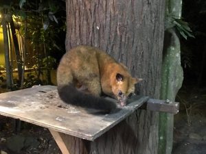 ドキドキツアー,bbq, ありづか, しめごろしの木, アサ―トン, アサ―トン高原, エリマキトカゲ, オーストラリア, オーストラリアツアー, カモノハシ, カンガルー, カンガルーステーキ, カンガルー肉, カーテンフィグトリー, ガイド, ガイドブック, キュランダ, クロコダイル, ケアンズ, ザオーストラリア, ジブリ, ジブリのモデル, ツアー予約, ツアー会社, ディナー, ドキドキツアー, バスツアー, ホタル, ホテル送迎, ポッサム, ラピュタのモデル, ロックワラビー, ワニ, ワラルー, ワーキングホリデー, ワーホリ, 世界最古の森, 世界遺産, 予約, 人気ツアー, 体験ツアー, 催行会社, 動物ツアー, 動物探検, 半日ツアー, 夕食, 天空の城ラピュタ, 宮崎駿, 感動体験, 旅, 旅の魅力, 旅行, 日帰りツアー, 日本人ツアー, 日本語ガイド, 日本語ツアー, 日本語情報, 星空観測, 海外旅行, 蟻塚, 観光, 観光ツアー, 送迎付き, 野生動物.星空, 閉め殺しの木