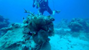 australiadiving,cairnsdiving.,cairnsinfo,dive,GBR,greatbarrierreef,PADI,PADIライセンス,playearth,scubadiving,worldheritage,オーストラリア,オーストラリアダイビング,オーストラリア情報,オーストラリア旅行,オーストラリア観光,グレートバリアリーフ,ケアンズ,ケアンズダイビング,ケアンズダイビングライセンス,ケアンズダイブ,ケアンズワーキングホリデー,ケケアンズワーホリ,ケアンズ旅行,ケアンズ留学,ケアンズ観光,スキューバダイビング,スキューバーダイビング ,ダイビングコース,ダイビングライセンス,ダイビング予約,ダイビング手配,ダイブコース,ダイブライセンス,ツアー予約,プレイアース,ライセンス取得,ワーキングホリデー,ワーキングホリデービザ, ワーホリ,世界遺産,手配代行,日本語,日本語コース,無料エージェント,留学,ダイブショップ,ケアンズダイブショップ,ダイバーズデン,diversden