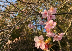 安心院ゲストハウス,安心院,地球人村,古民家再生,地方創生,田舎暮らし,地方移住